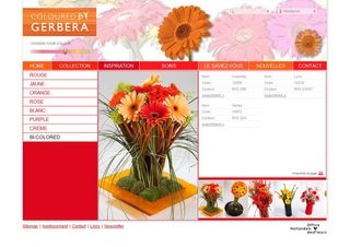 Gerbera1