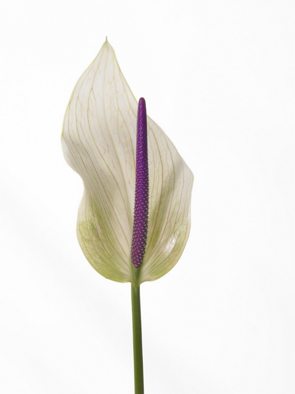 Anthurium-lumina_02