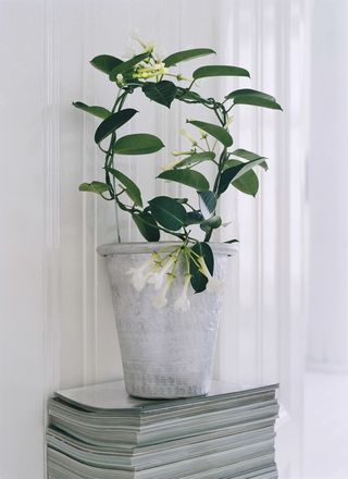 Le Stephanotis Le Pouvoir Des Fleurs