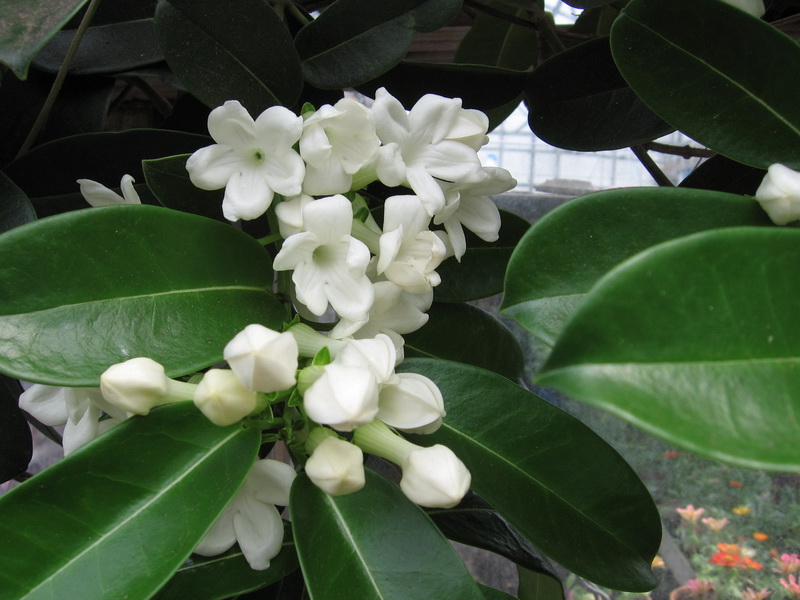 Stephanotis-detail