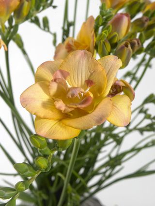 Freesia_1