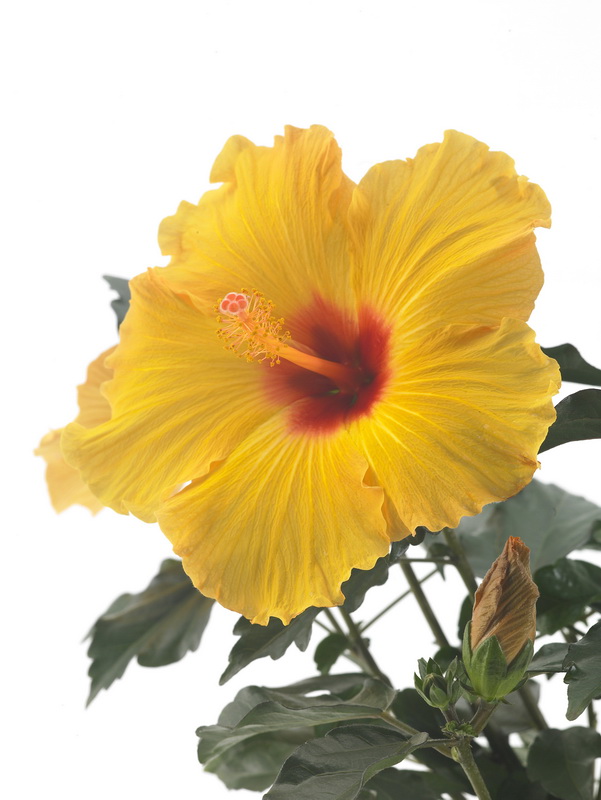 Hibiscus_02