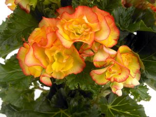 Begonia_01