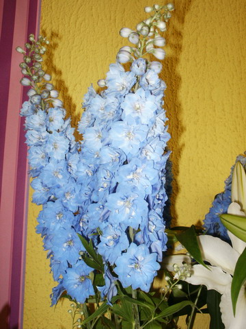 Delphinium_02