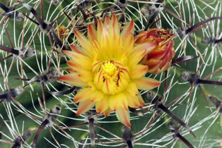 Ferrocactus