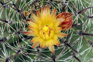 Ferrocactus