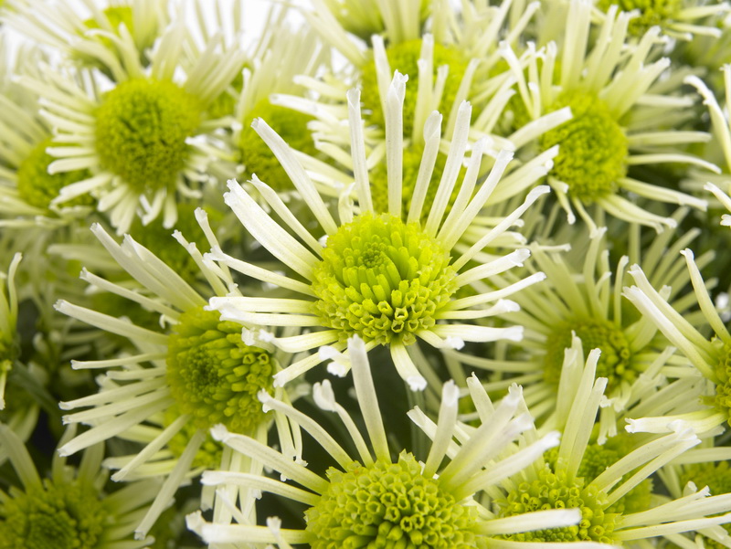 Chrysanthemum_fl_02