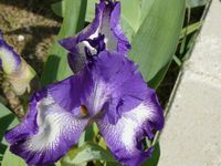 Iris-germanica_03