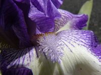 Iris-germanica_05