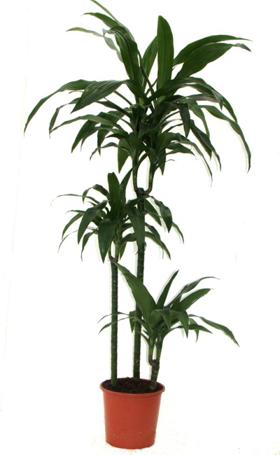 Dracaena