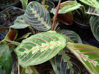 Maranta-leuconeura-erythrophylla1