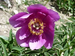 Pivoines Sauvages Dans Les Alpes De Haute Provence Le