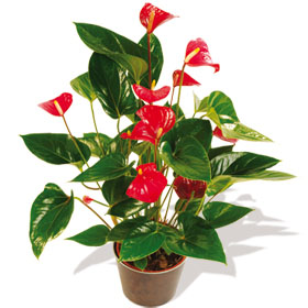 Interflora-anthurium