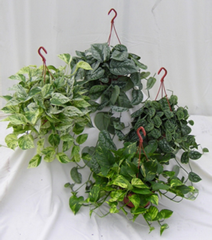 Pothos_01[1]