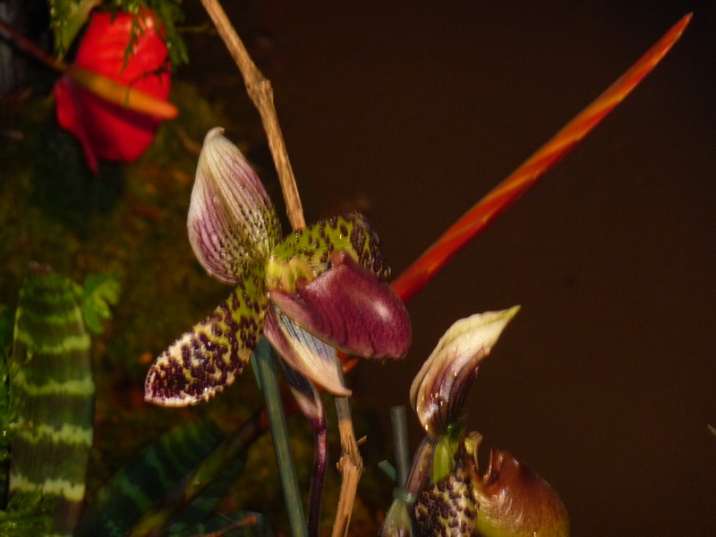 Orchidée__2
