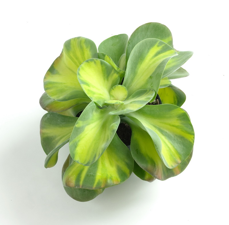 Kalanchoe_01