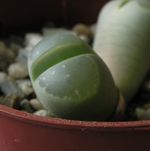 Lithops_olivacea_IB_2