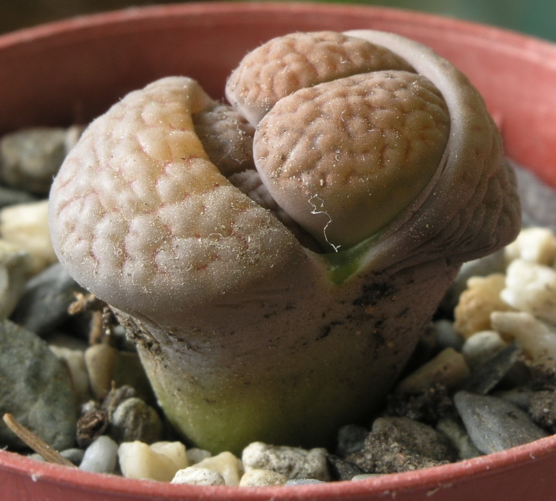 Lithops_turbiniformis_1