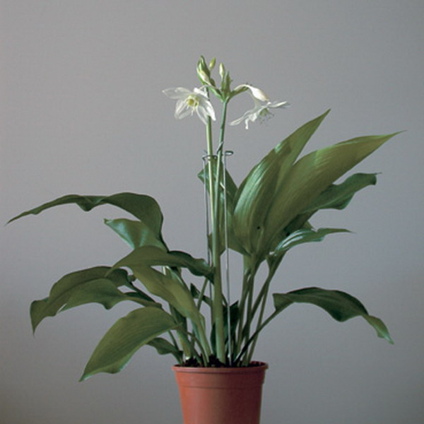 Eucharis-plante