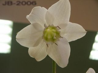 Eucharis-fleur