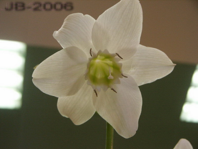 Eucharis-fleur