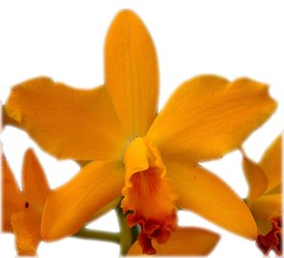 Orchidées CATTLEYA - Le pouvoir des fleurs