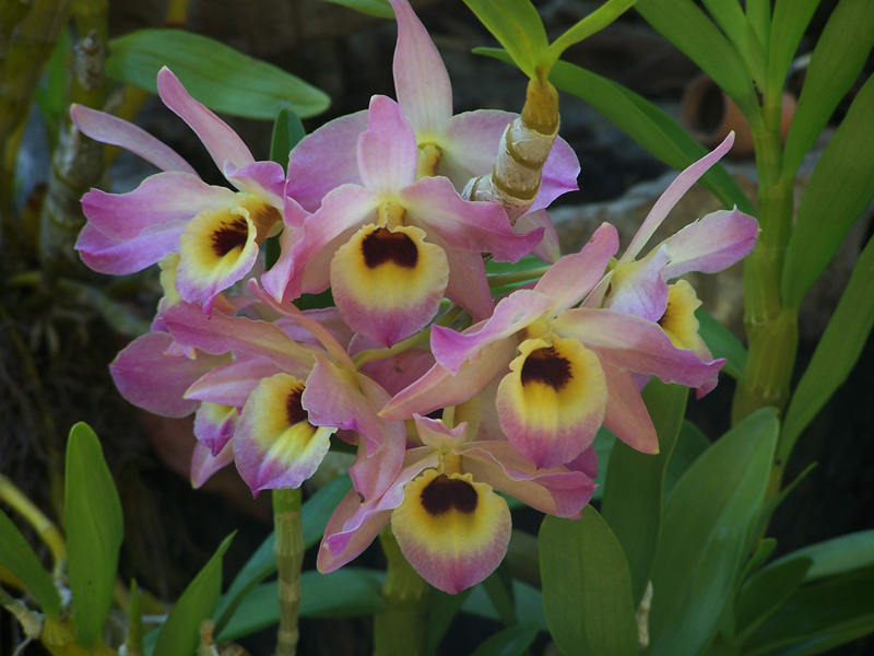 Dendrobium-nobile