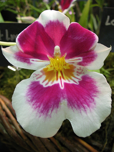 Miltonia-2