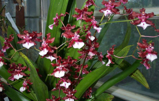 Oncidium_2