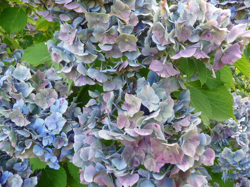 Hortensia_02