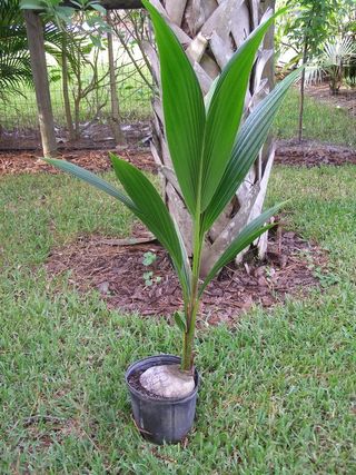 Cocos nucifera