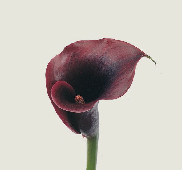 Zantedeschia-calla_02