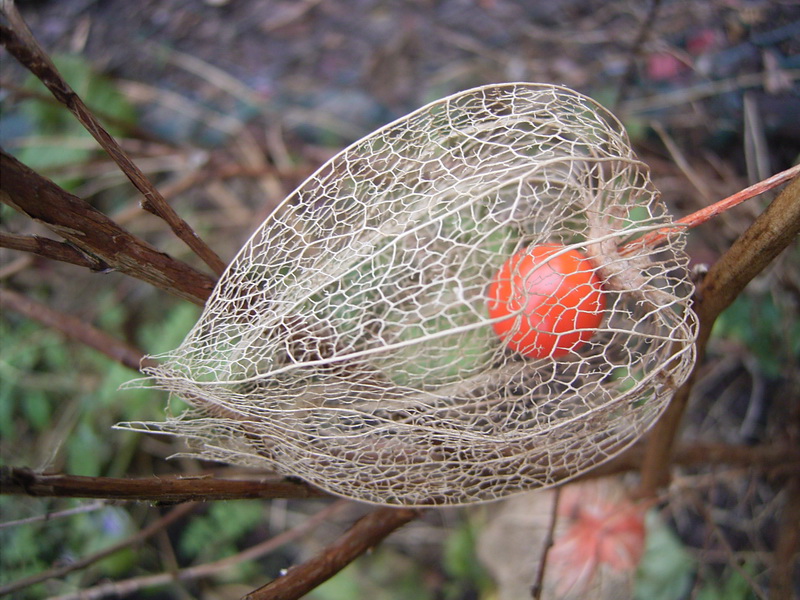 Physalis_cage