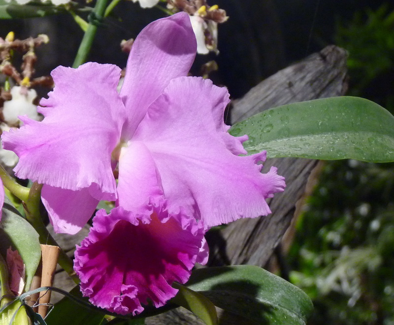 Cattleya-2