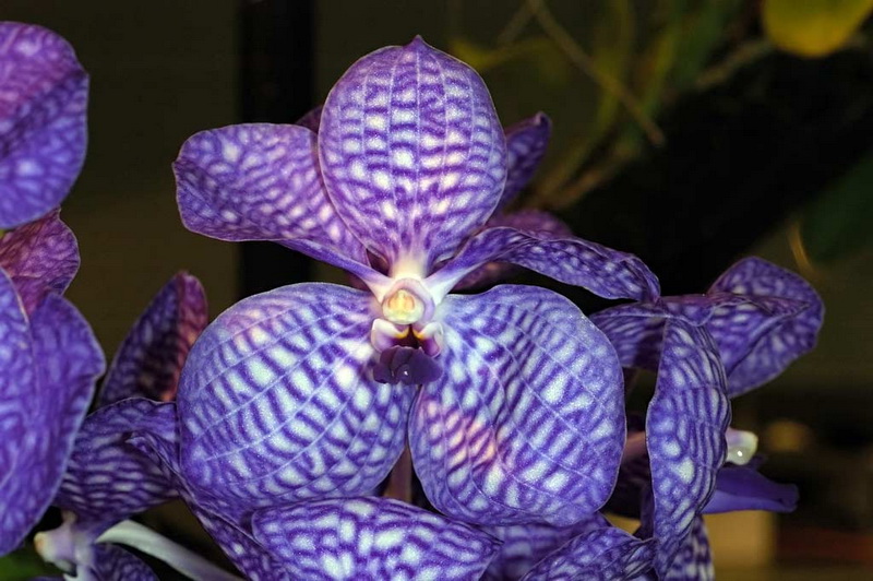 Vanda_coerulea2