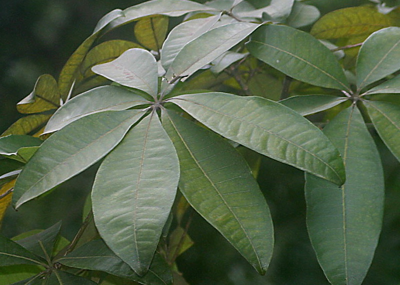 Pachira Macrocarpa