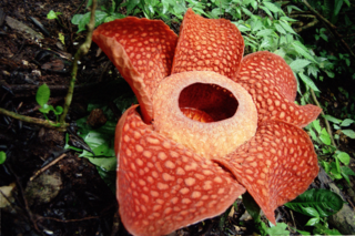 La plus grosse fleur du monde. - Photos de Tout