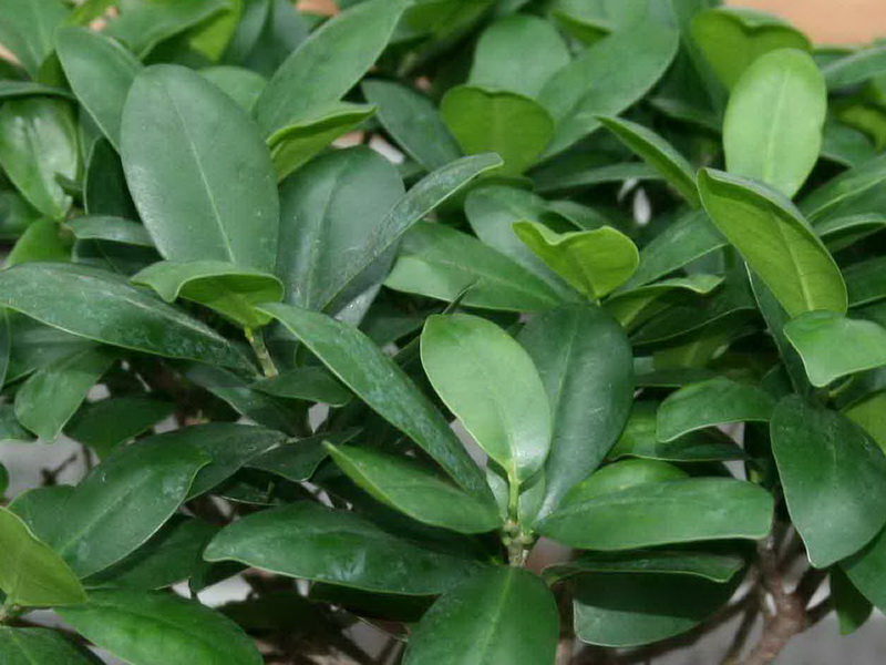 Ficus-ginseng