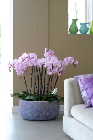 Phalaenopsis1 BD_2