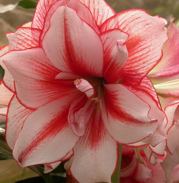 Amaryllis_06