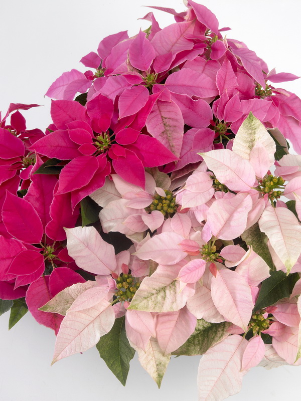 Euphorbia_HR_1_tcm49-160368