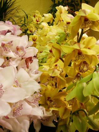 Cymbidium_04