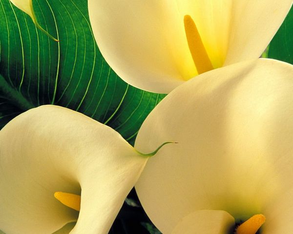 Plante d'appartement : Le Zantedeschia ou Calla ou encore Arum - Le pouvoir  des fleurs