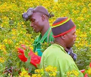 Fleurs-kenya_1