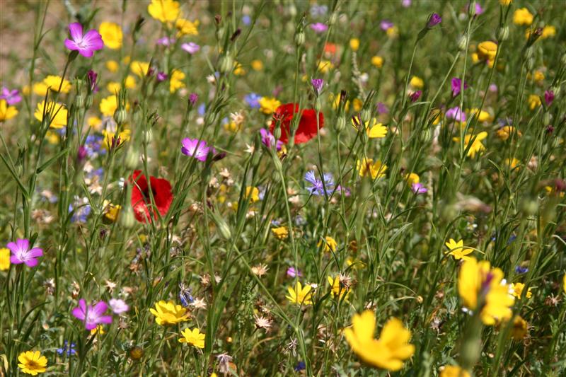 Fleurs sauvages-2