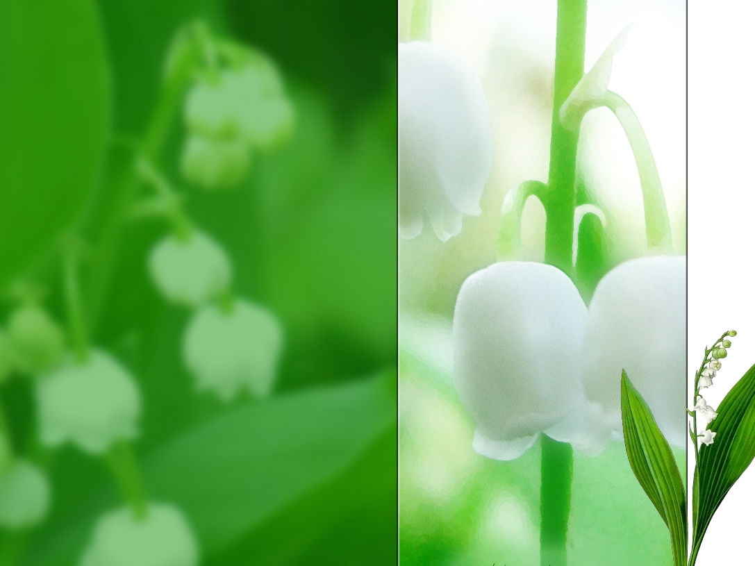 Muguet