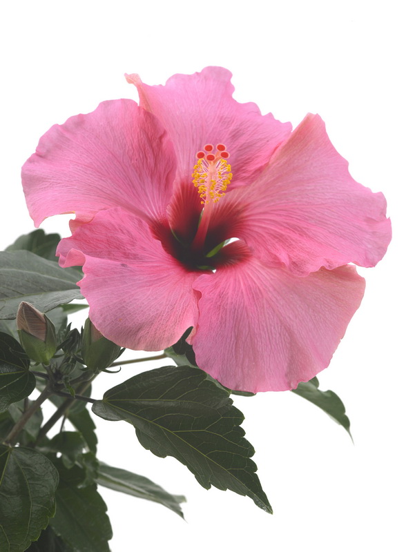 Hibiscus_01