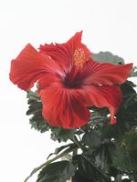 Hibiscus_03