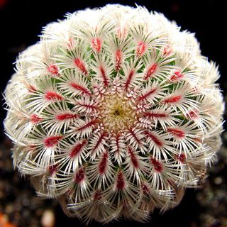 Echinocereus