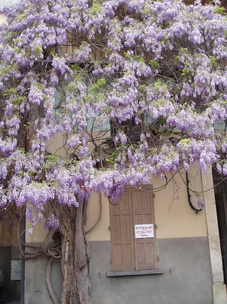 Glycine